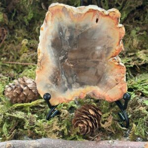 Tranche Bois Fossilisé (Bois Pétrifié) + Support