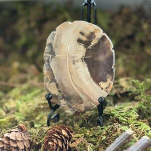 Tranche Bois Fossilisé (Bois Pétrifié) + Support