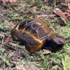 Tortue, Oeil de Tigre