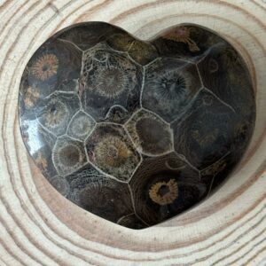 Cœur Corail Fossilisé