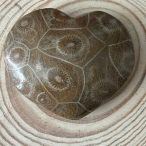 Cœur Corail Fossilisé