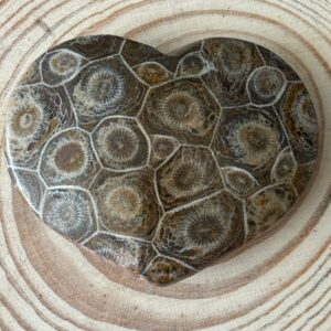 Cœur Corail Fossilisé