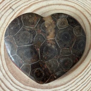 Cœur Corail Fossilisé