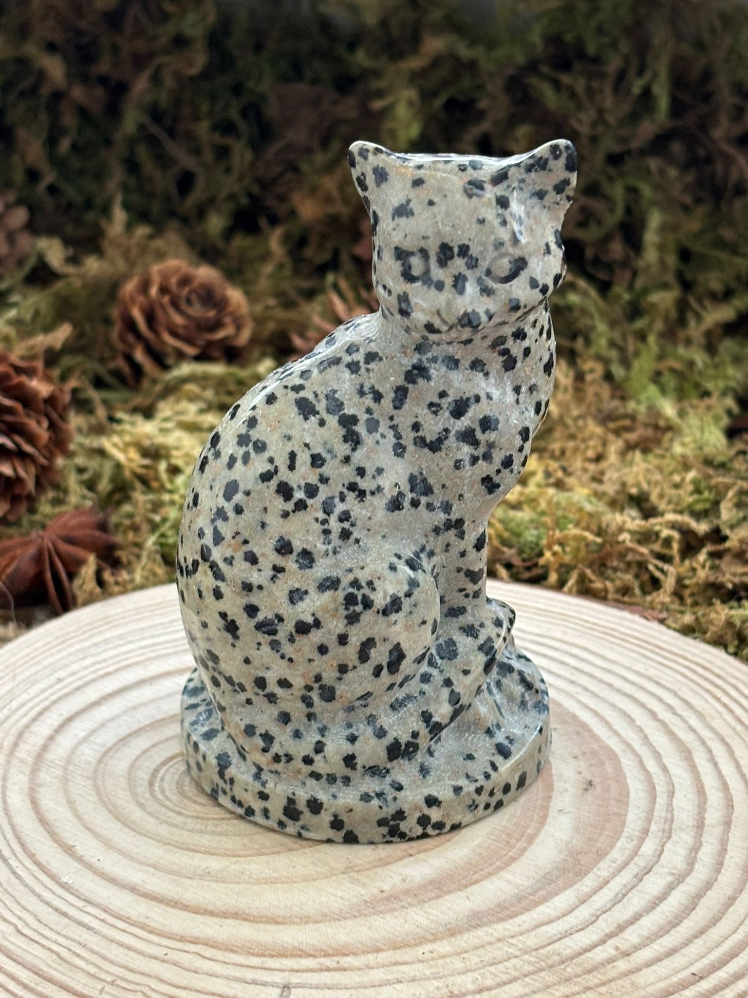 chat-jaspe-dalmatien-1