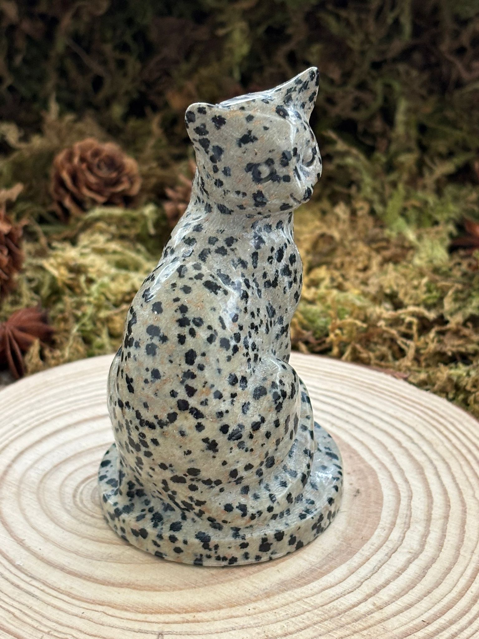 chat-jaspe-dalmatien-2