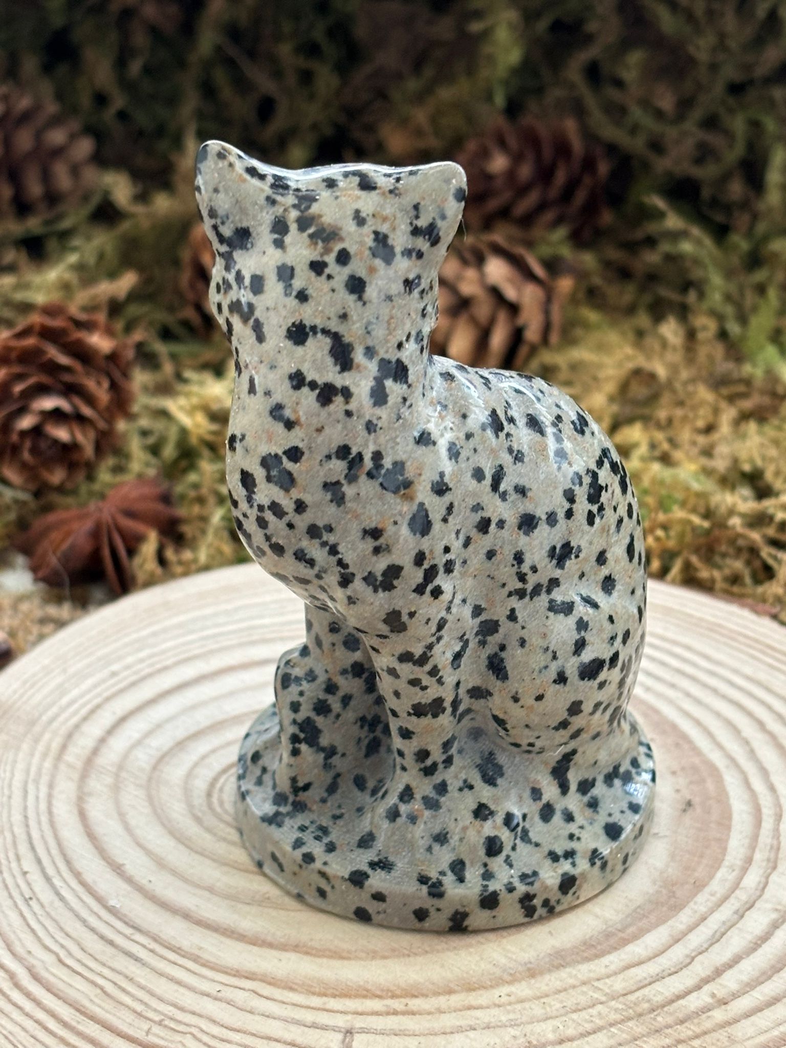 chat-jaspe-dalmatien-3