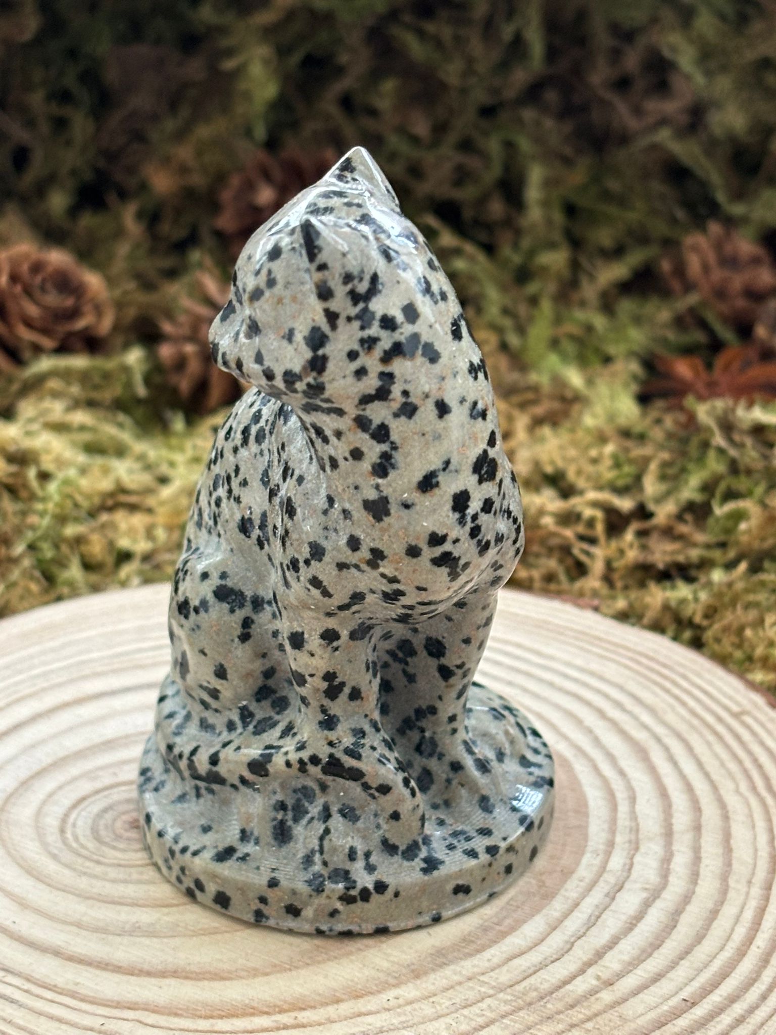 chat-jaspe-dalmatien-4