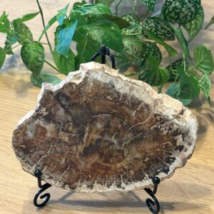 Tranche Bois Fossilisé (Bois Pétrifié) + Support