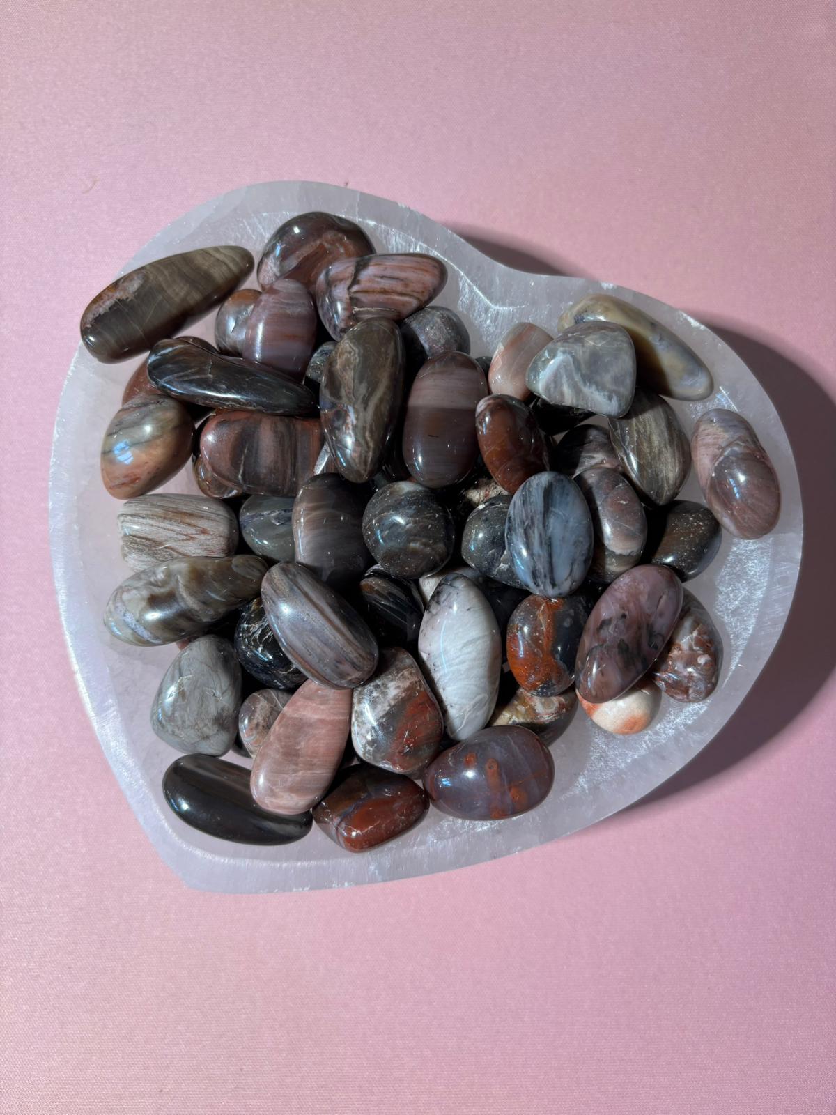 pierre-roulée-bois-fossile-1