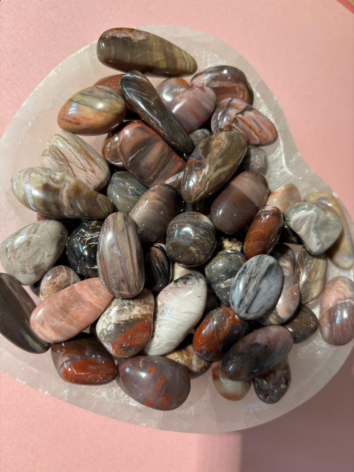 pierre-roulée-bois-fossile-2